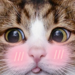 Cydy