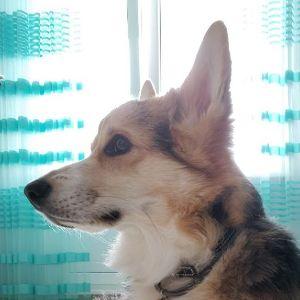Burabaka avatar