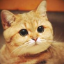 klevpy avatar