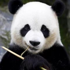 Player LOSTOV avatar