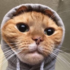 SAVAG3- FACEIT avatar