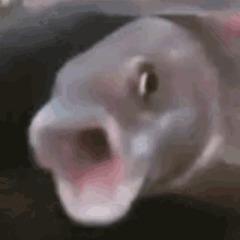 CaptDerank avatar