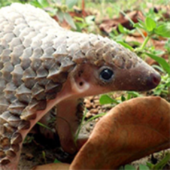Player DasPangolin avatar