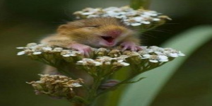 HappyHamster