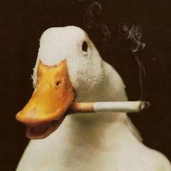 GusQ avatar