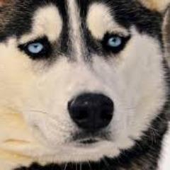 DiMiCh_1 avatar