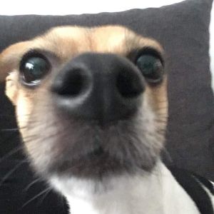 fajeczki
