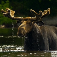_Moose__ avatar