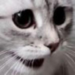 Player sxedevin avatar