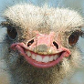 MBPineapple avatar