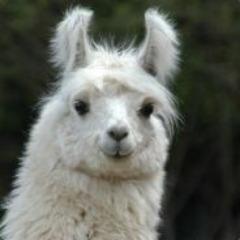 worm1337 avatar