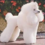 caniche
