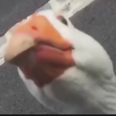 NOTFRIENDLY_