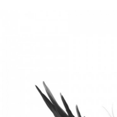 Faceit profile picture for @dandelion