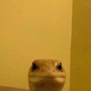 SloWolFy avatar