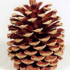 Pineyhome