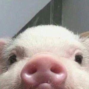 Nemnogoaziat avatar