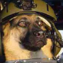 Cap_Cachorro