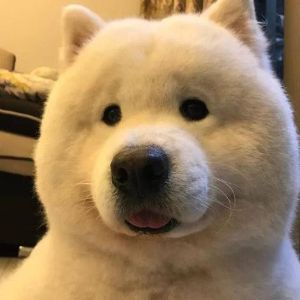 Faceit profile picture for @sleepover