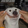 Akkuraten avatar