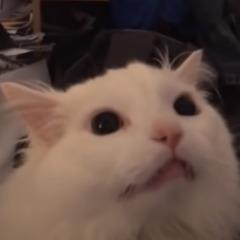 Termal4 avatar