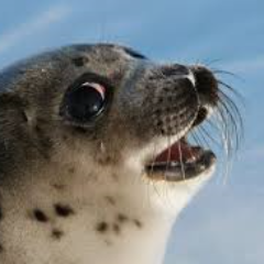 ManOfSeal avatar