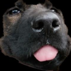 XARI_13 avatar