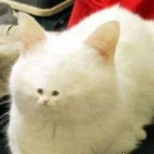 vecoodoo avatar