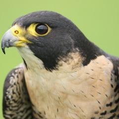 JallerFalcon avatar