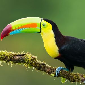 platypus_ji6
