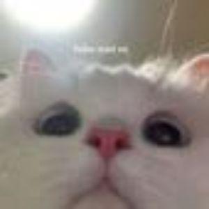 Player Bottti avatar