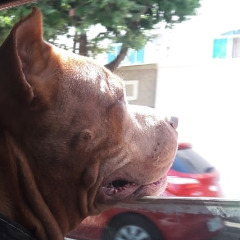 floydelas