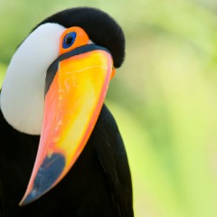 bigbeak