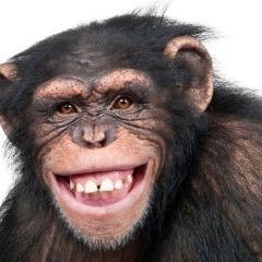 m0nKeYx avatar