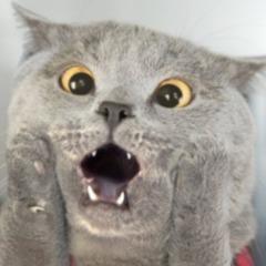 BIB0PIRAT avatar