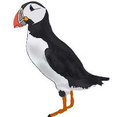 --Puffin-- avatar