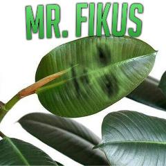 MrFikus avatar