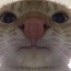 xMadzia16 avatar