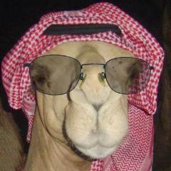 Player big_Kas avatar