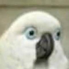 Kv1ckzz avatar
