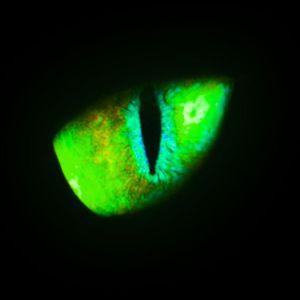 Player Zoomber avatar