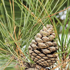 _Cone__