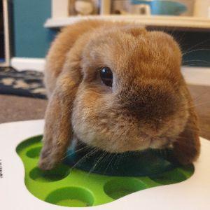 SkipFeed avatar