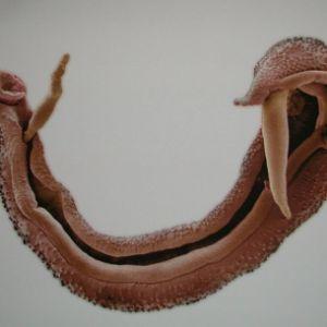 Volatilus avatar