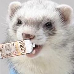 StarWeasel avatar