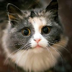 Player mangokisuli avatar