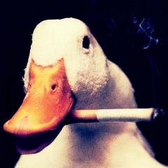 Player -n0Te avatar