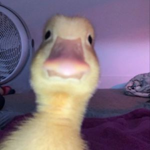 Daeqzy