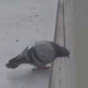 Vellasco avatar