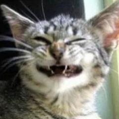 l3arsik77 avatar